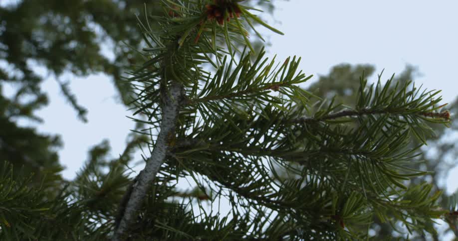 A pine tree on a cloudy day