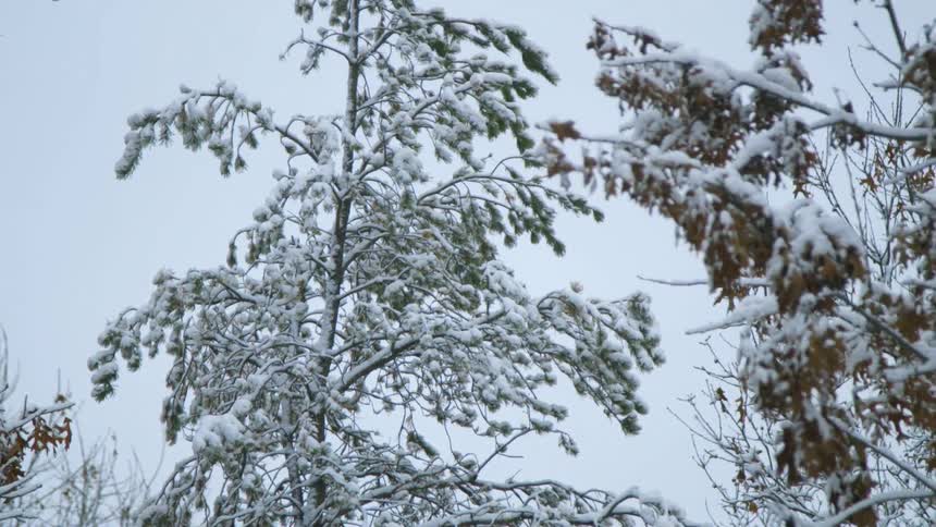 Forest at winter covered in snow