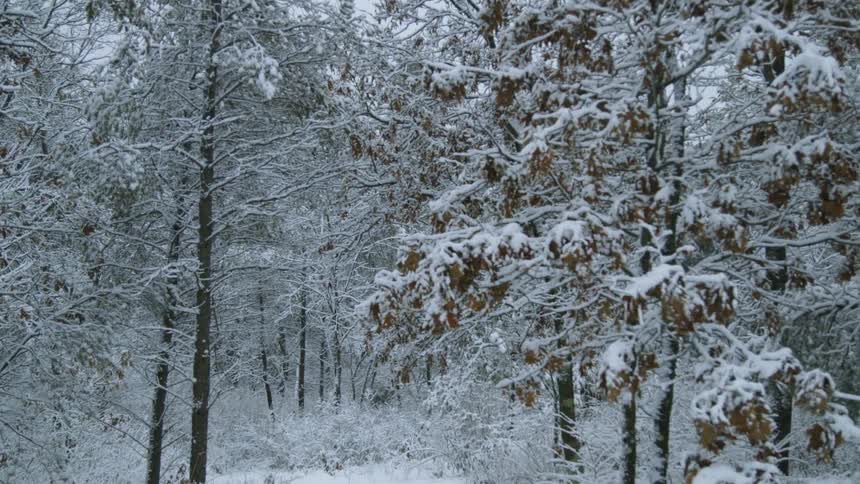 Snow covers tall trees in a forest
