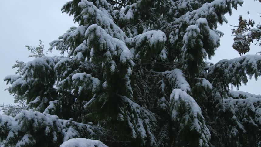 A fir tree covered in snow