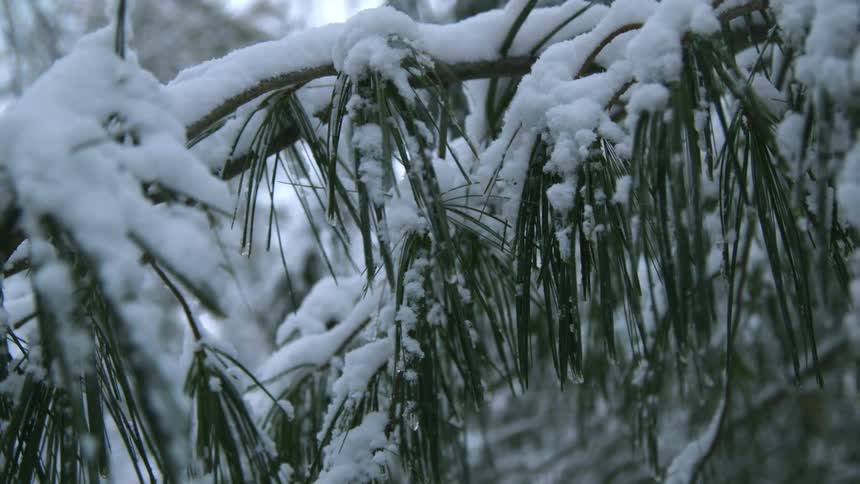 The snow is pushing the branches on the tree down