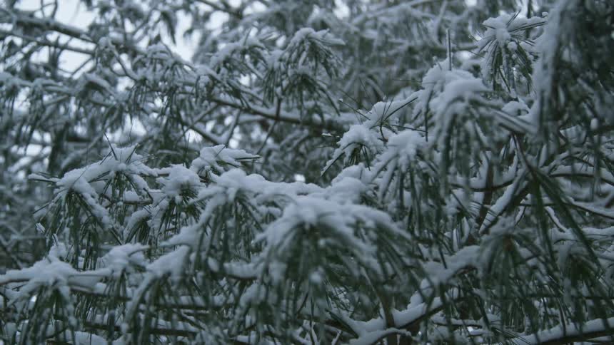 Close up view of fresh snow on tree branches outdoors in nature