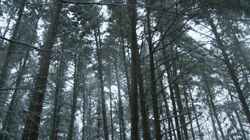 Snowflakes fall past upper branches of conifer in forest