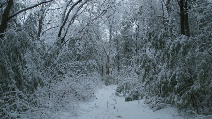 A scenery of a forest covered in snow