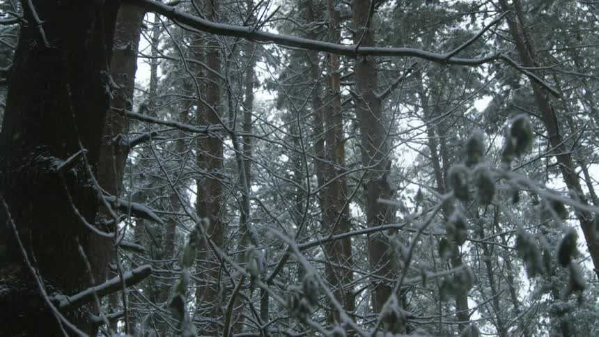 A scenery of a forest in the winter
