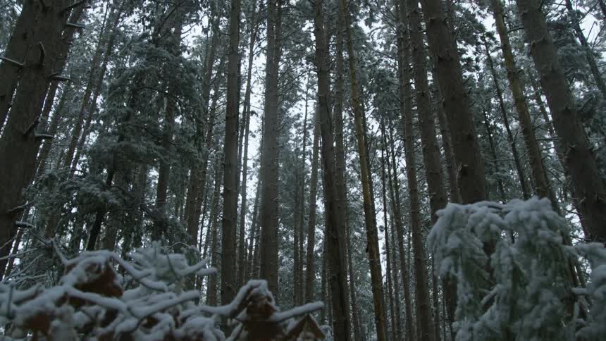 A worm view of a snowy forest