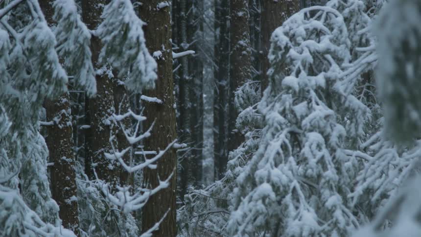 A scenery of a forest at winter