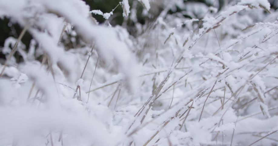 Close up of snow covered weeds