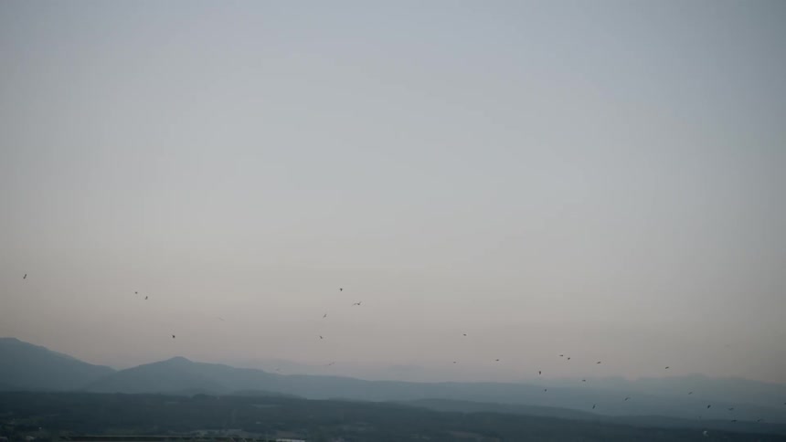 Birds flock in a cloudy sky at dawn
