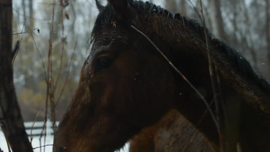 Close-up of a horse standing in the snowy wilderness
