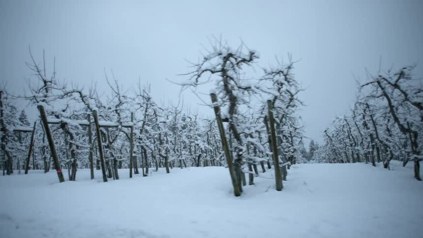 Snow covers orchard vines