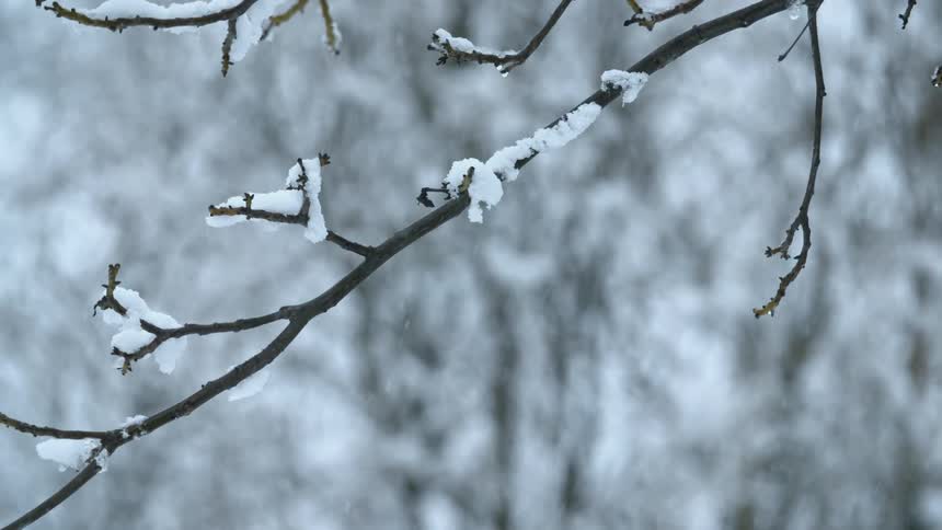 Snow gathers on a small branch