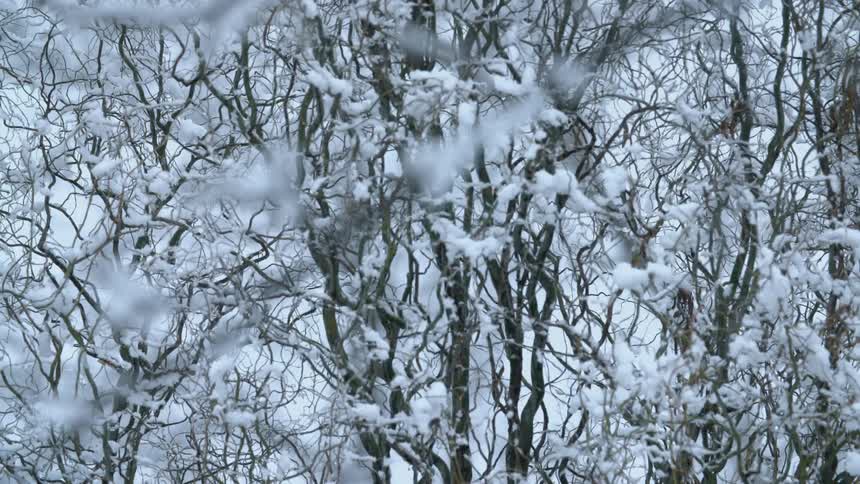 Snow lightly falling in the woods