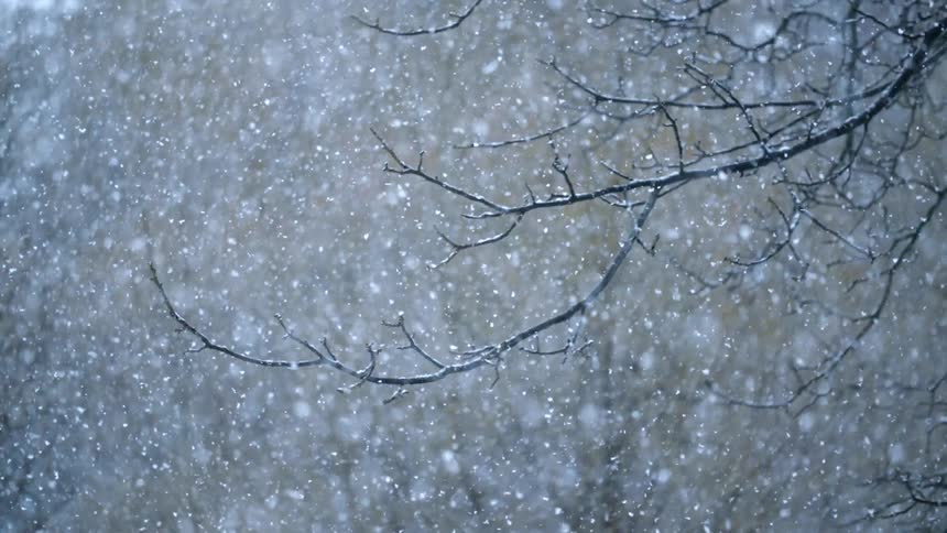 Thick snow falling in a wooded area