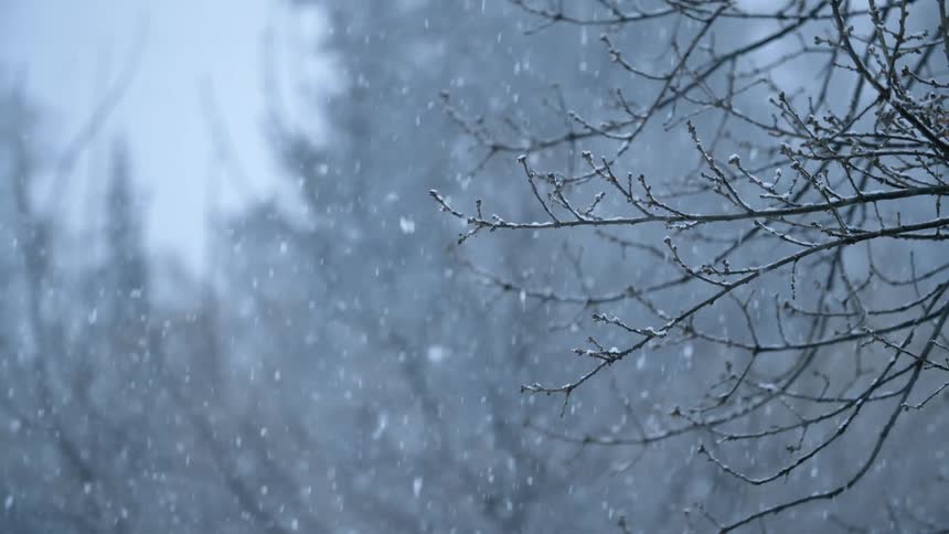 Snow falls near tree branches