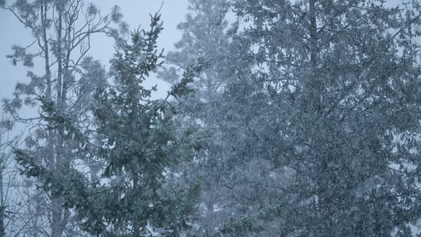 Snow falls on trees and branches