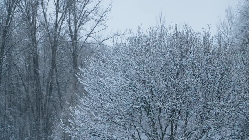 The falling snow covers the branches of the trees