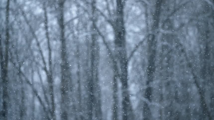 Snow is slowly falling near a forest