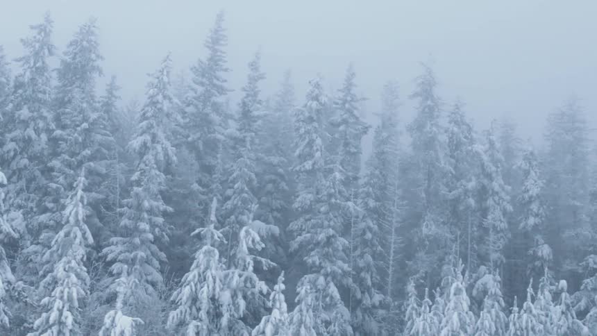 A snow covered forest in the fog