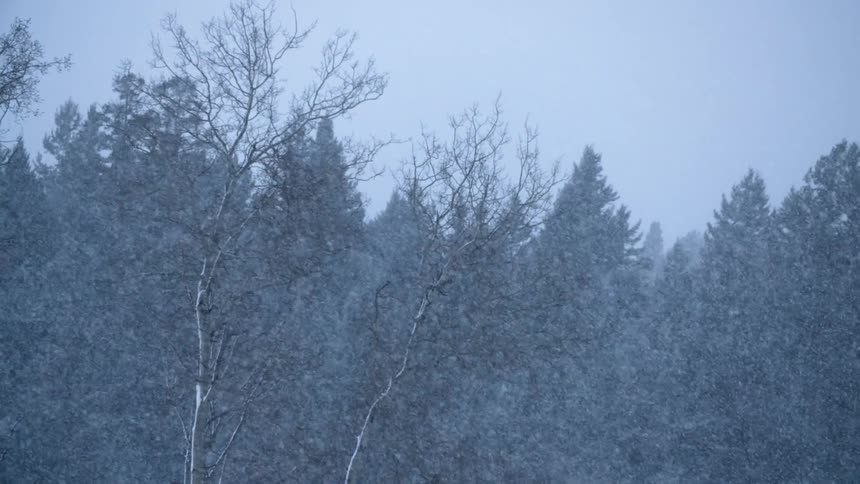 A snow storm blows across barren birch trees and pines