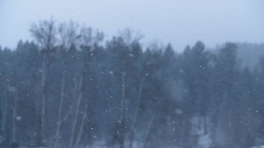 Snow falls in front of a distant forest