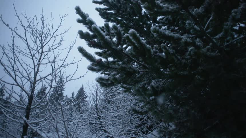 Snow is falling over a pine tree