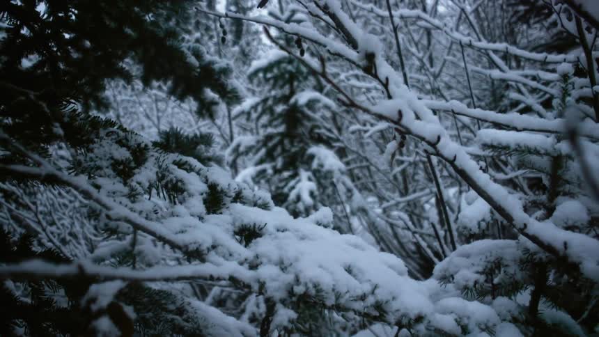 Snow covered trees in a forest