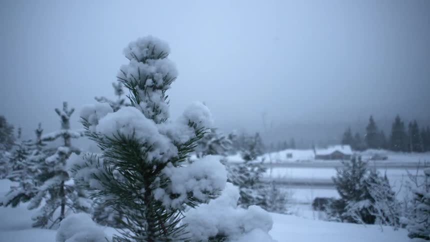 A field with trees is covered with snow as it snows