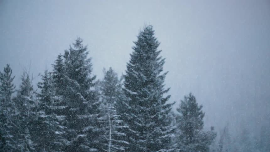 Snow is falling heavily over a forest