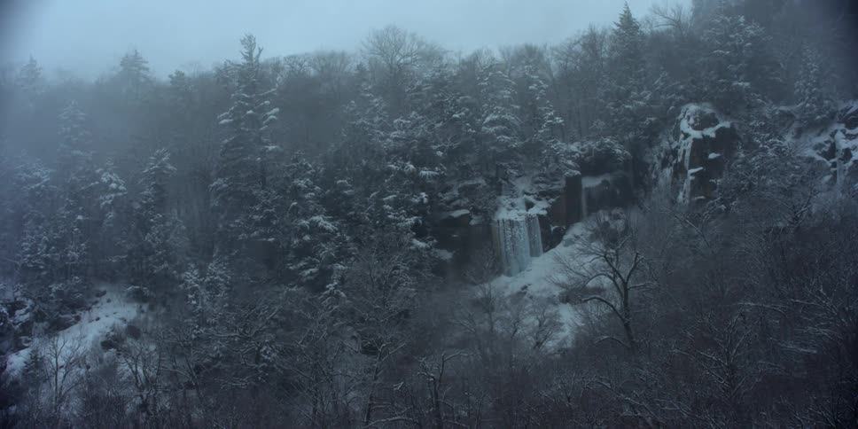 The forest is foggy and covered with snow and ice