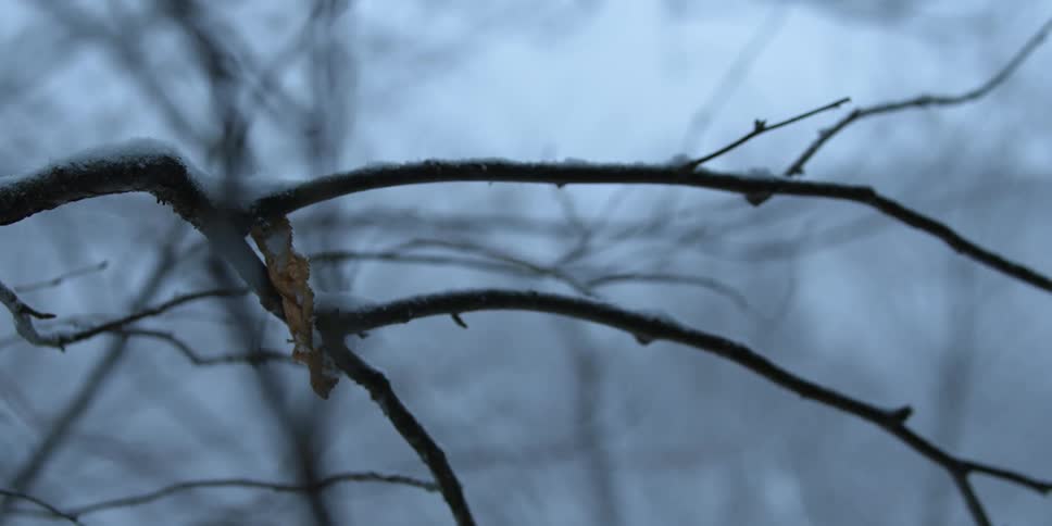 A shriveled leaf hangs off of a tree in winter