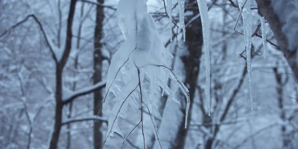 The branches of the tree are covered with ice