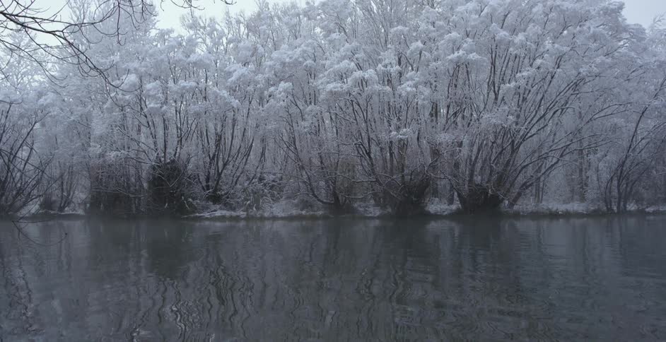 A river with a beautiful forest with white petals by it