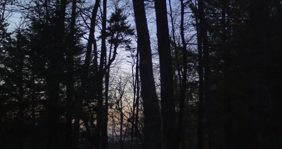 Silhouetted trees stand tall in the woods