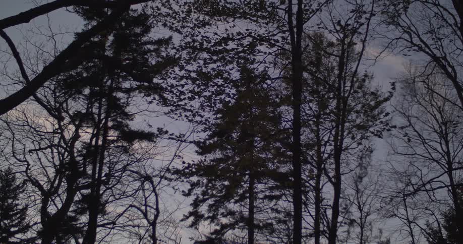 Trees sway in the wind in the evening