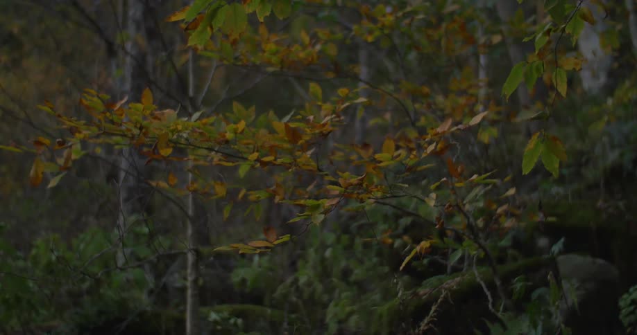 Leaves rustle in the breeze