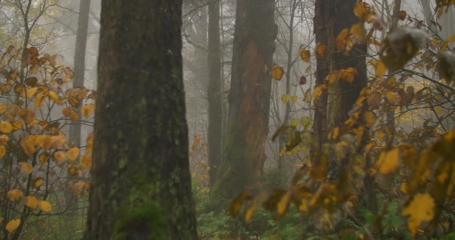 Mossy trees stand in a foggy forest