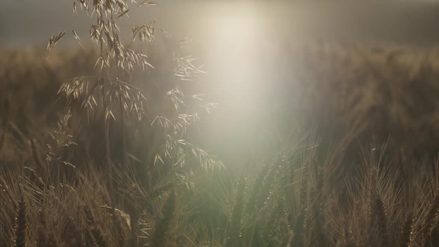 Close up of some grass with the sun shining in the distance