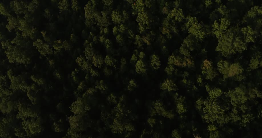 An aerial view of a forest