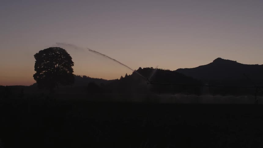 Sprinklers watering a field at dusk