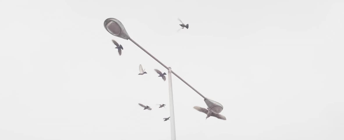 A group of birds fly off the lamp post