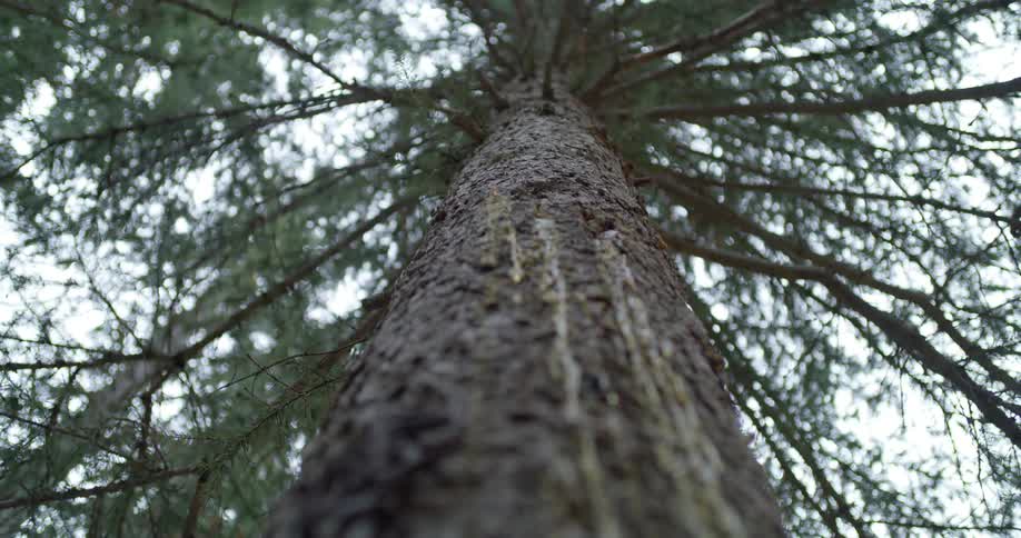 Sap is dripping down the bark of a tall pine tree