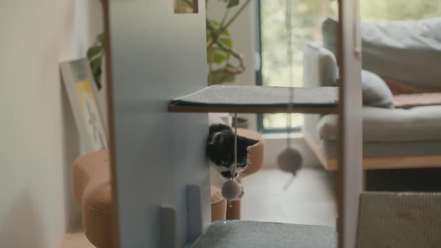 A cat is hitting a ball with his paw