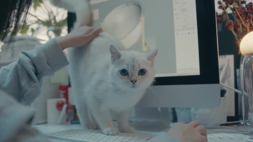 Woman sitting in front of computer monitor pets cat blocking view of monitor