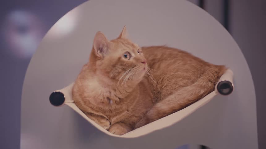The orange cat looks around at the flashing lights while laying on the perch