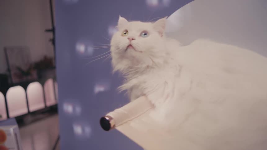 A cat sitting on a chair in a room