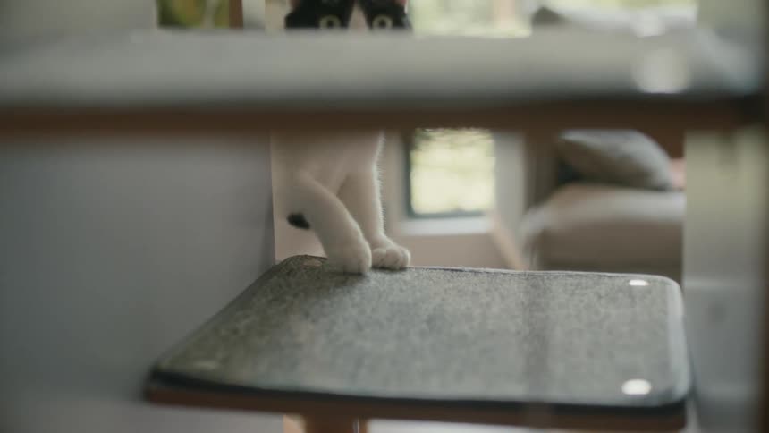 Black an white cat steps on platform on cat tree in living room