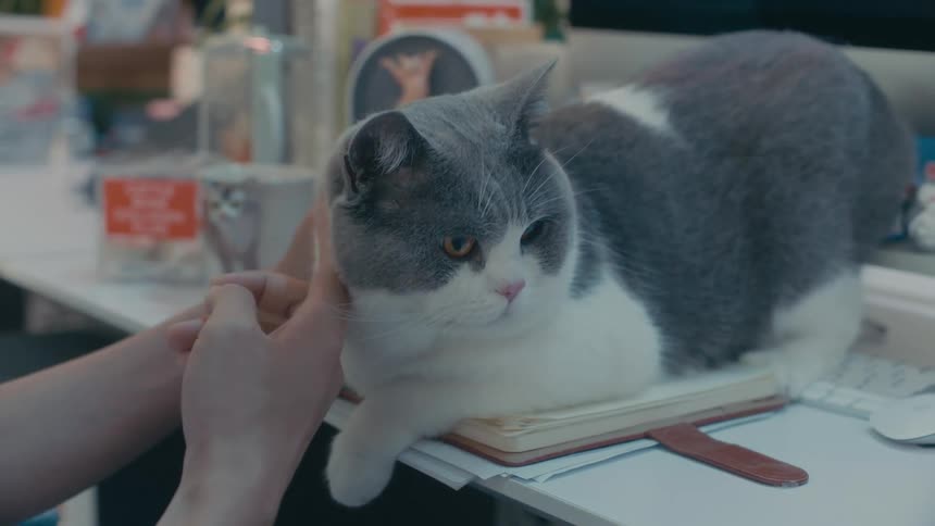 A woman is petting a gray and white cat sitting on her desk