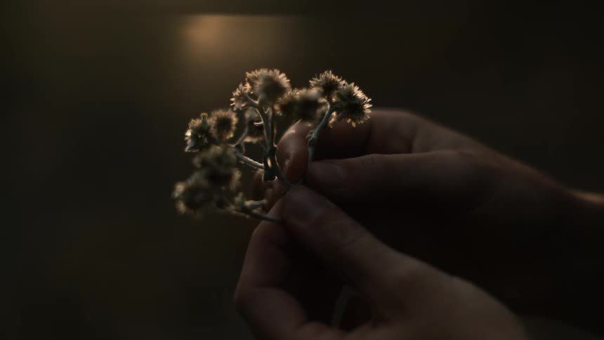 A woman breaks off a stem from a woody flowering plant while outdoors in the fall season at dusk