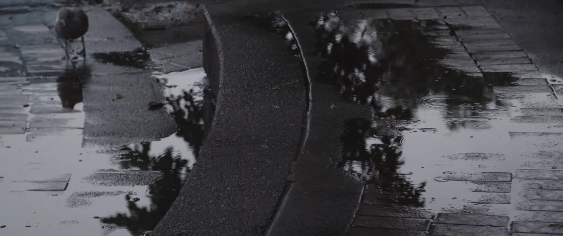 A bird walks through puddles on a sidewalk as rain falls